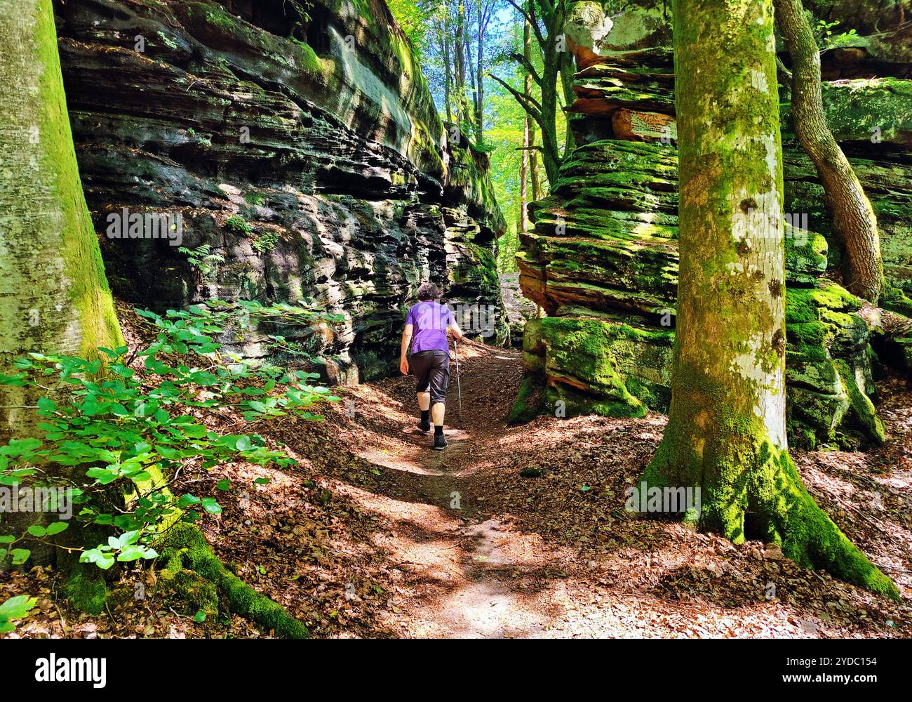 Bizzarri paesaggi rocciosi nel Parco naturale dell'Eifel meridionale, Bollendorf, Eifel, Germania, Europa Foto Stock