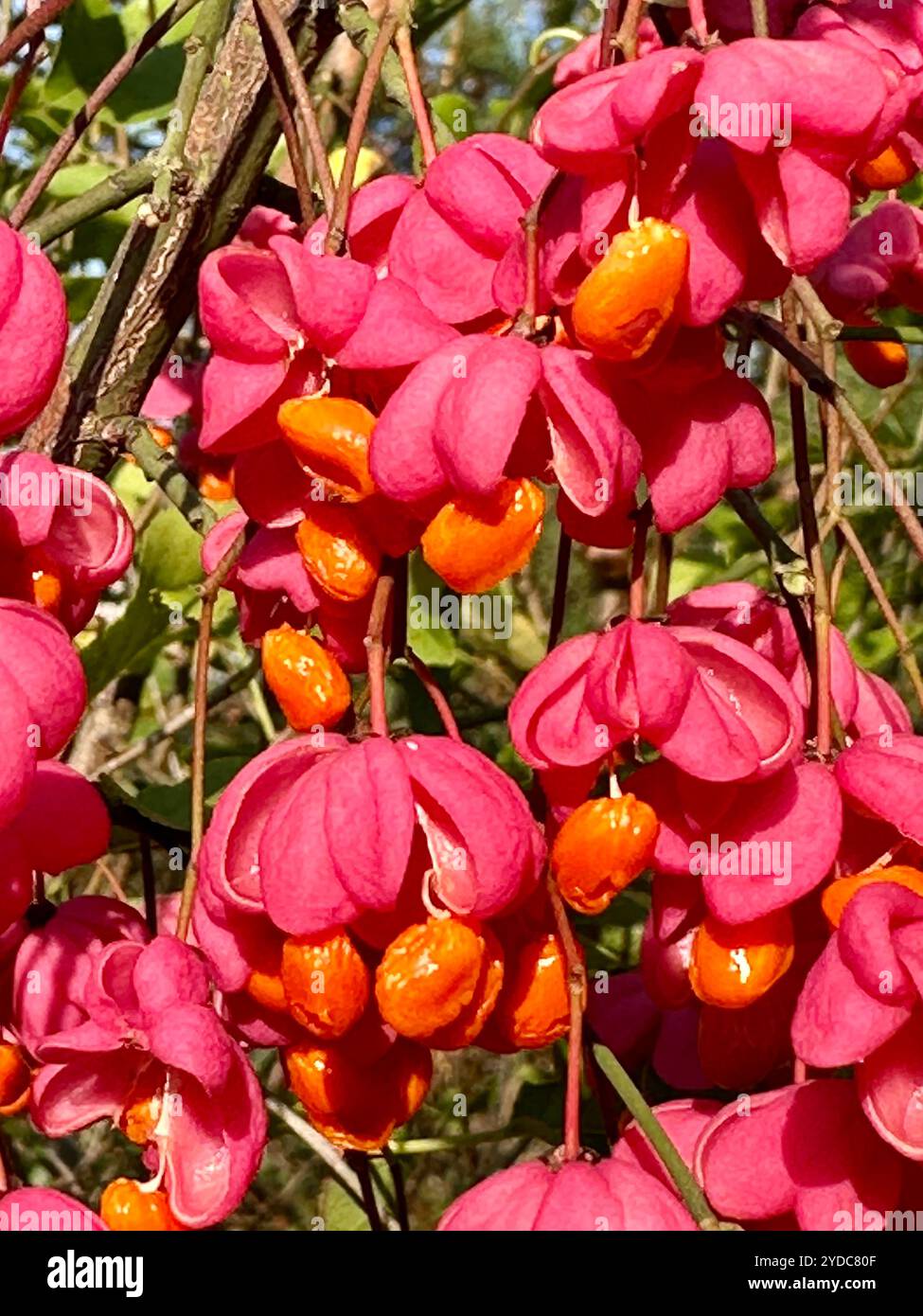 Primo piano di fiori maturi di Euonymus europaeus (fuso comune) Foto Stock