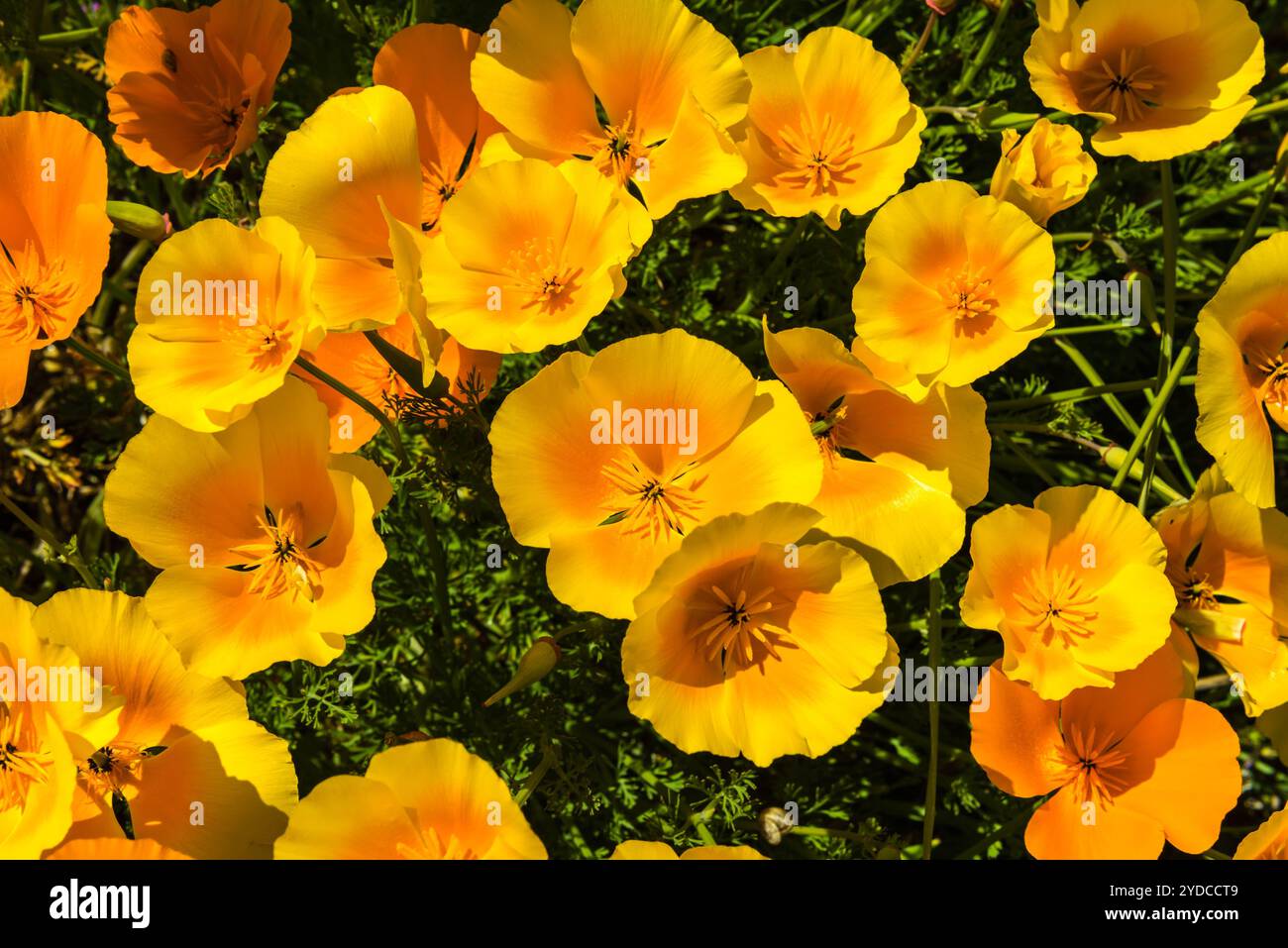 Papaveri arancioni in un prato estivo nelle giornate di sole Foto Stock