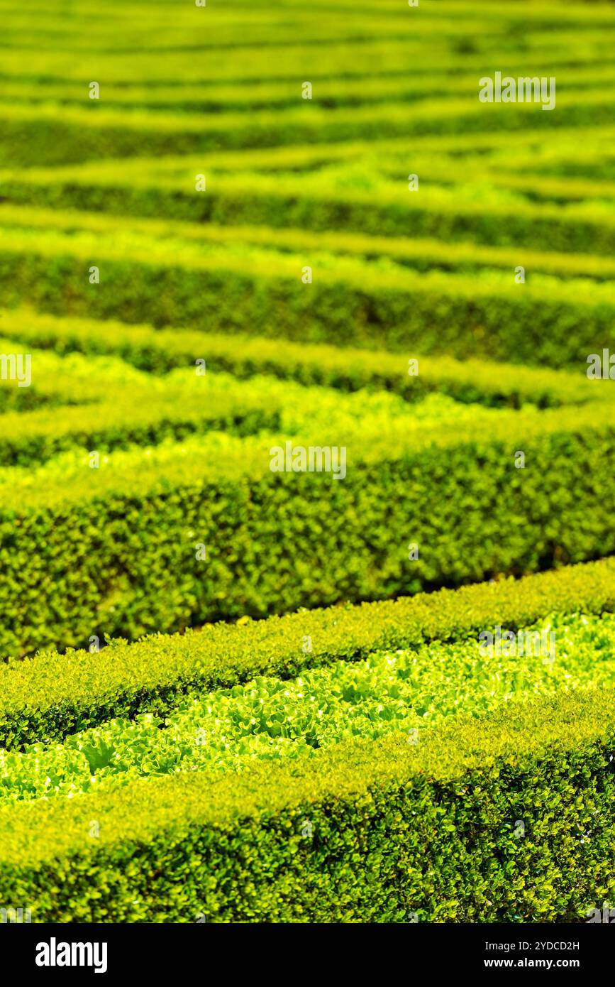 Labirinto di siepi verdi nel giardino francese Foto Stock