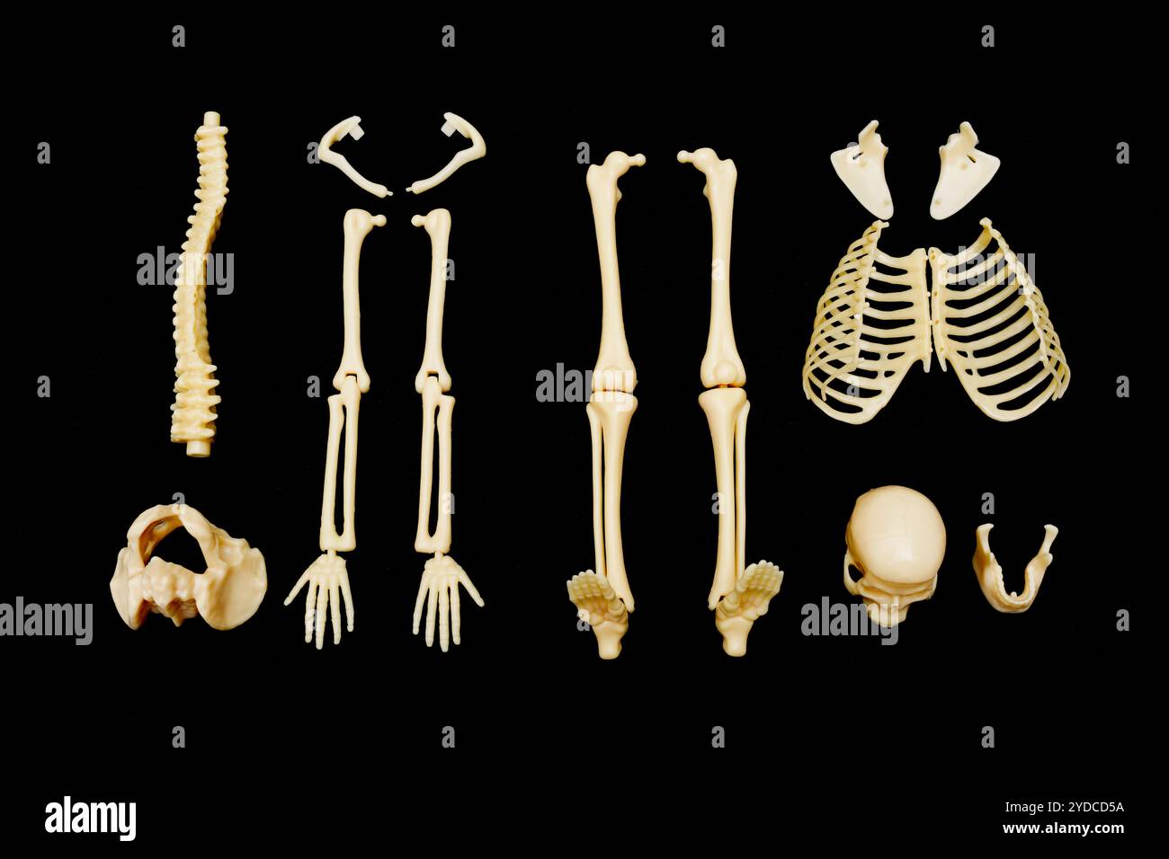 Componenti smontati di uno scheletro umano disposti su sfondo nero, ideali per scopi didattici in anatomia e biologia. Foto Stock