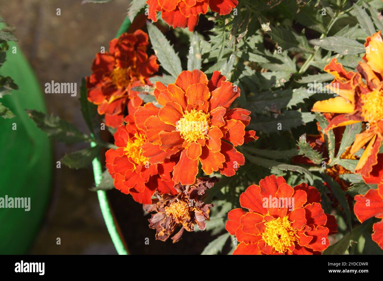 Cultivar «Red Cherry» della calendula francese (Tagetes patula) piantata in una pentola. Foto Stock