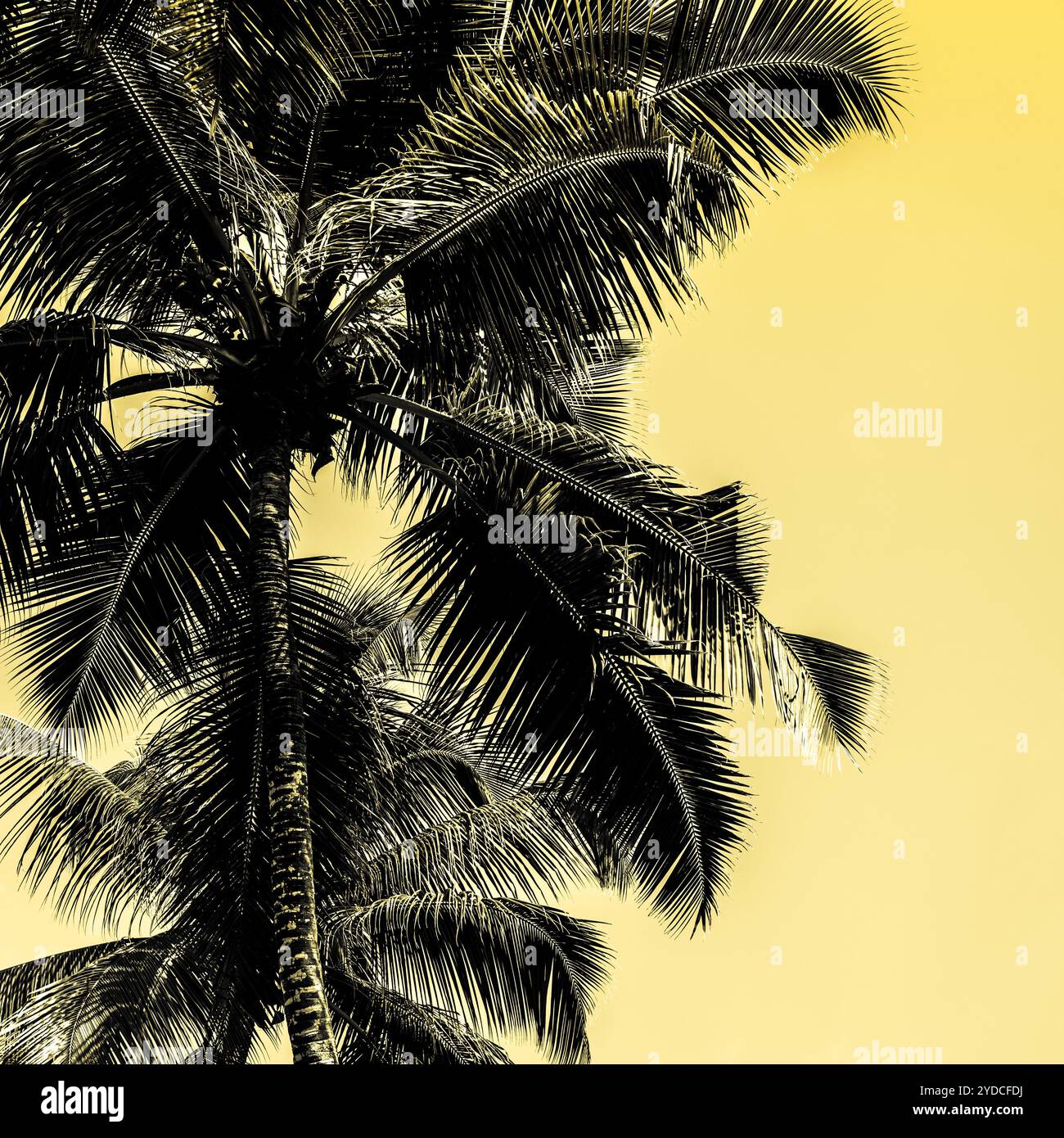 Palme alte su una spiaggia tropicale Foto Stock