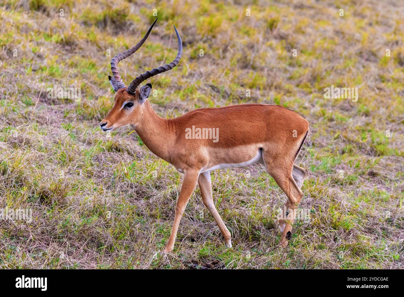 Uno degli antilopi più comuni, gli impala sono una specie di antilopi di medie dimensioni con collo lungo, corpo sottile e camice abbronzante colorato Foto Stock