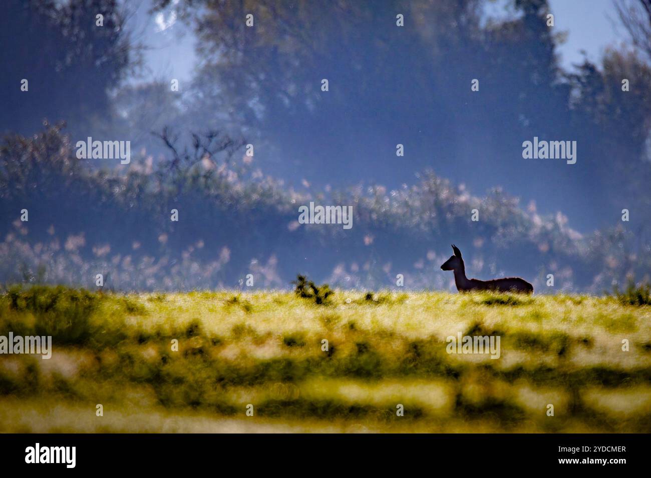 Cervo al mattino sul prato come una silhouette Foto Stock