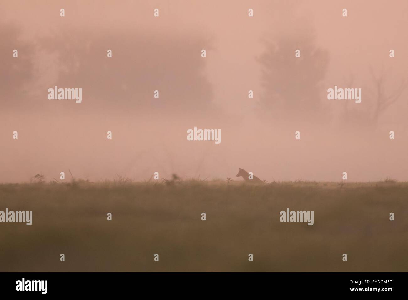 Fox nella silhouette della nebbia sul Meass Foto Stock