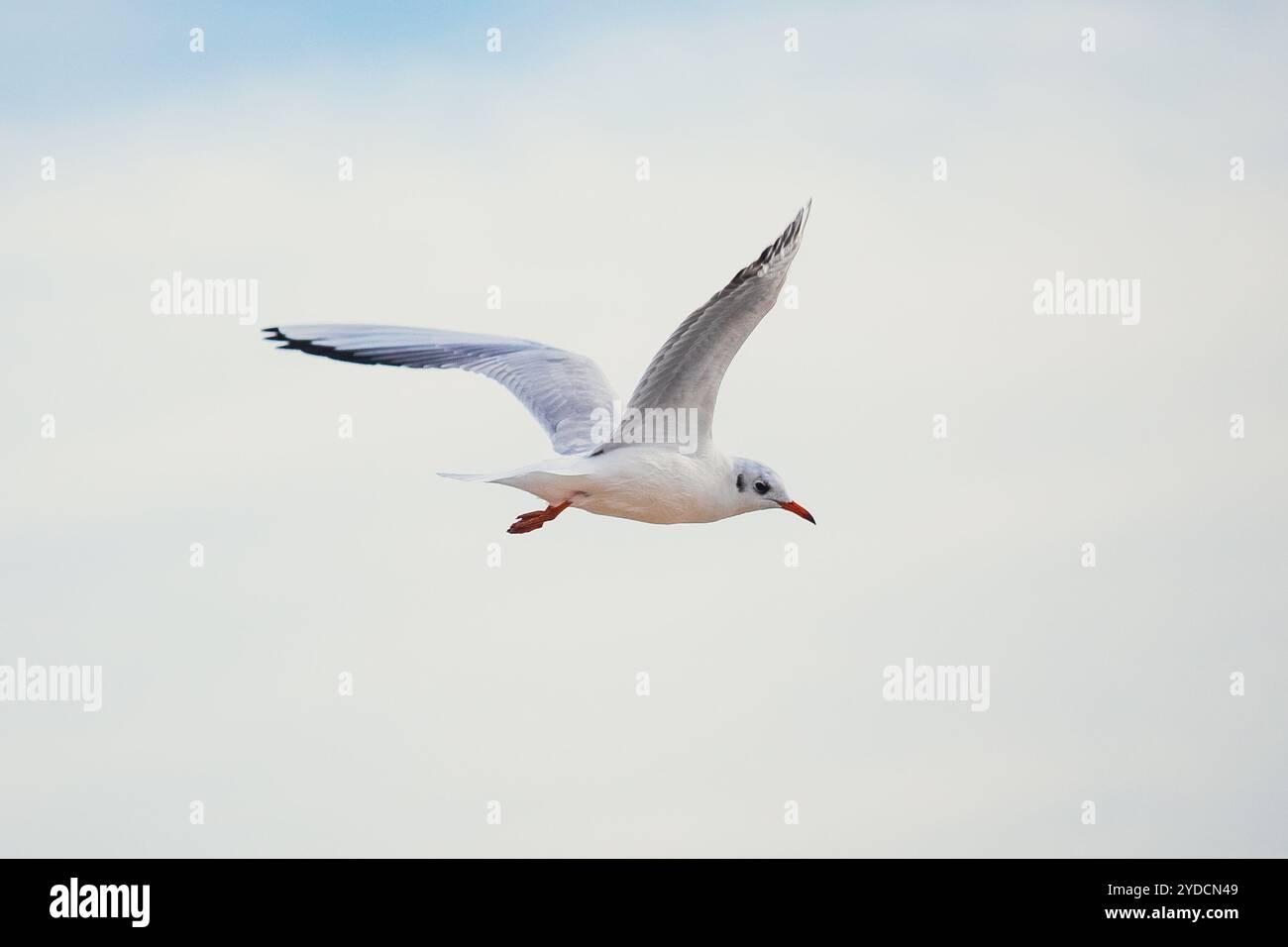 Uno scatto dinamico che cattura gabbiani che si innalzano su un cielo azzurro. Gli eleganti uccelli in movimento portano un senso di libertà e serenità, ideale per i viaggi Foto Stock