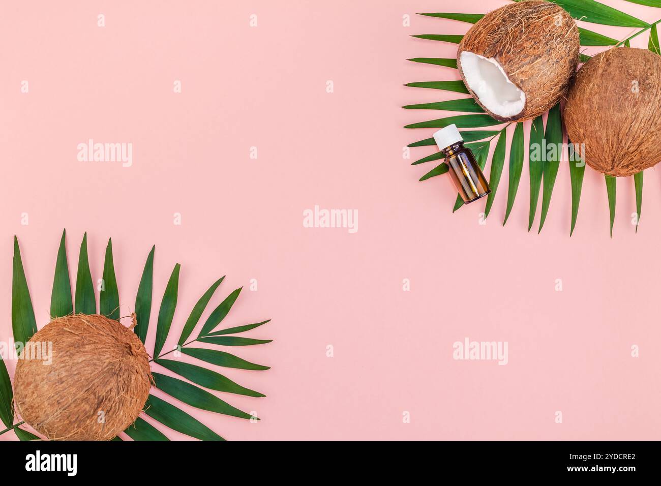 Foglie di palma e noci di cocco su sfondo rosa pastello Foto Stock