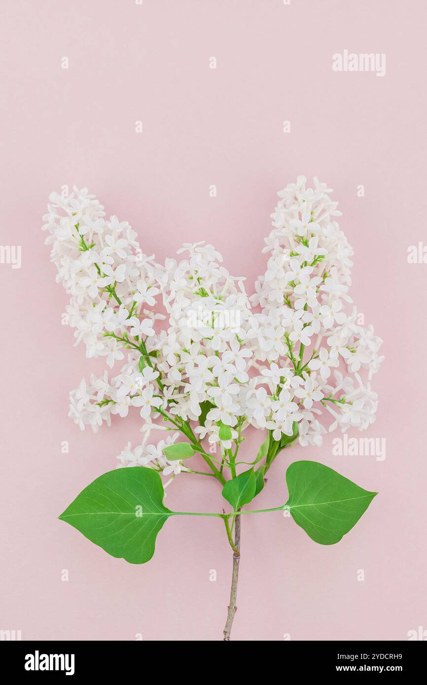 Sfondo rosa con fiori lilla bianchi Foto Stock