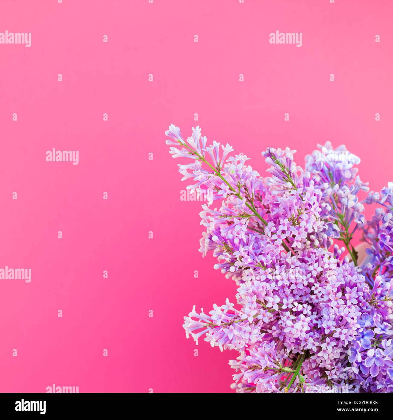 Sfondo rosa con fiori lilla Foto Stock