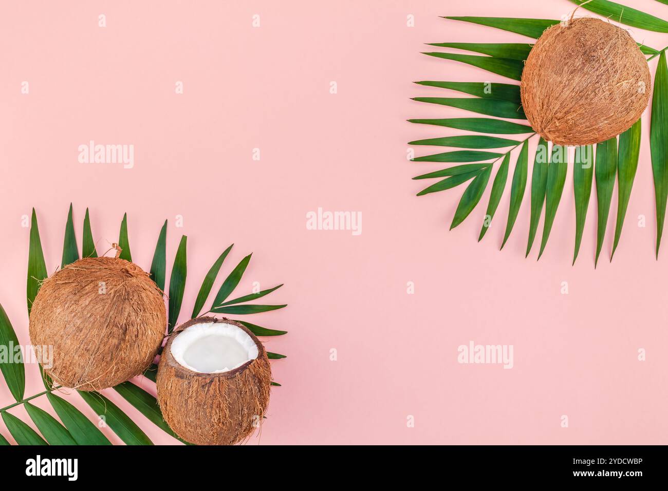 Foglie di palma e noci di cocco su sfondo rosa pastello Foto Stock