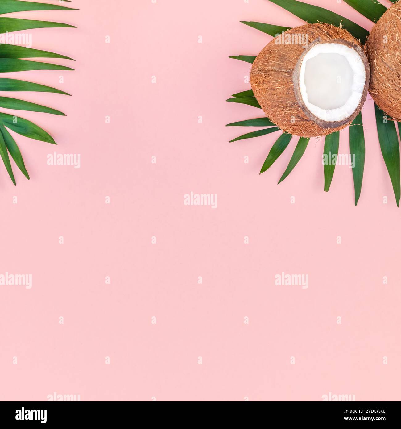 Foglie di palma e noci di cocco su sfondo rosa pastello Foto Stock