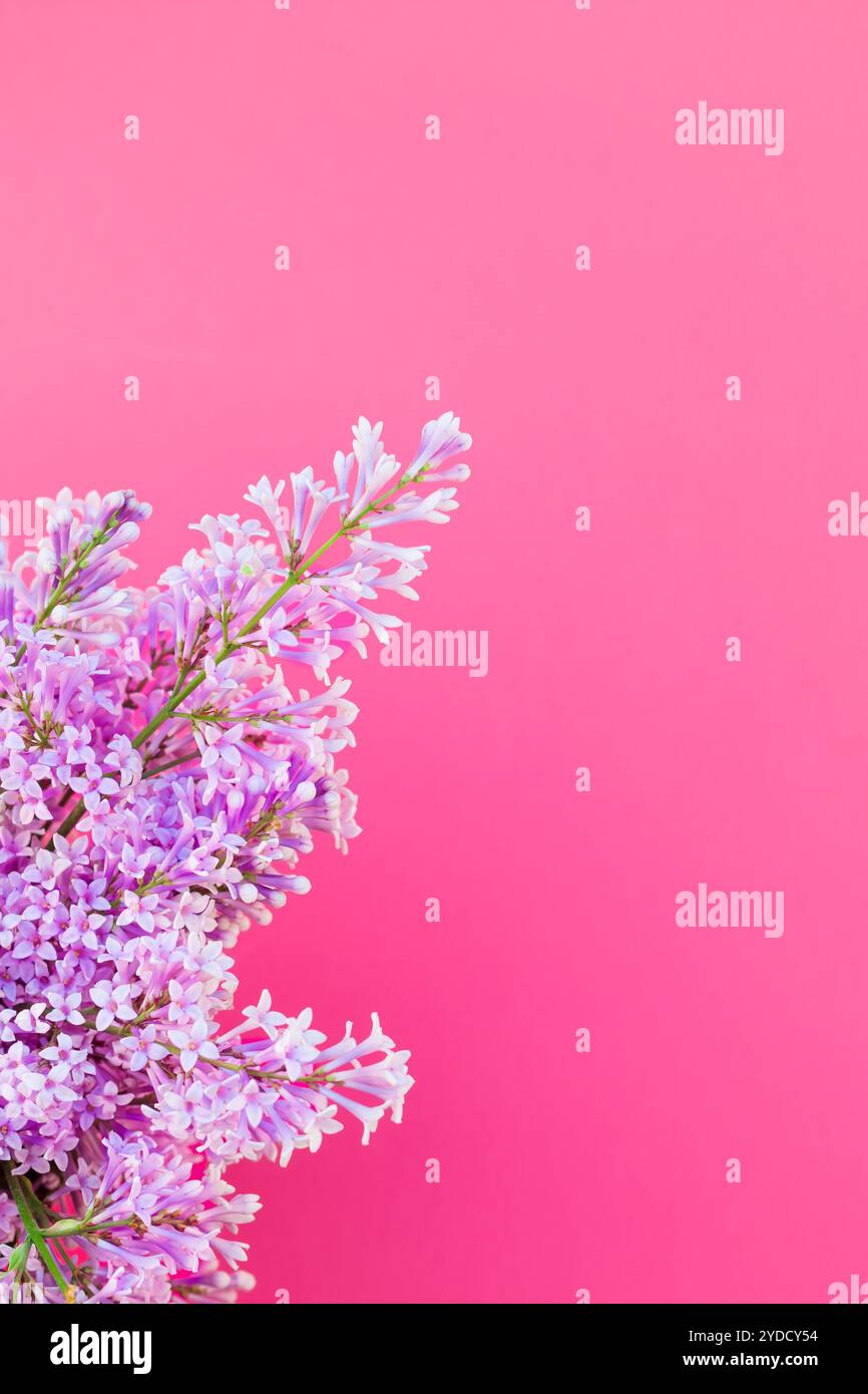 Sfondo rosa con fiori lilla Foto Stock