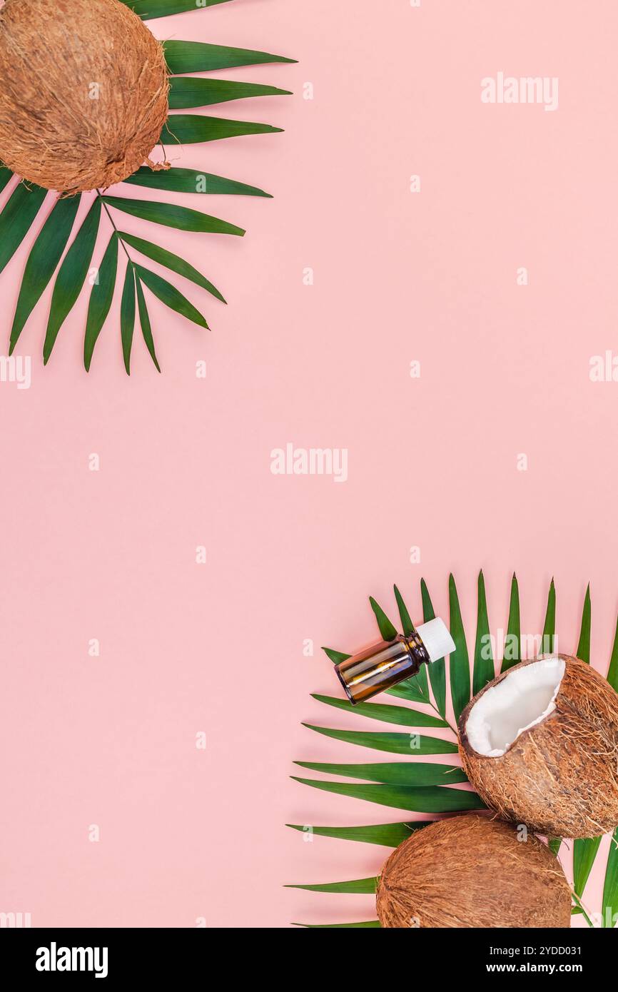 Foglie di palma e noci di cocco su sfondo rosa pastello Foto Stock