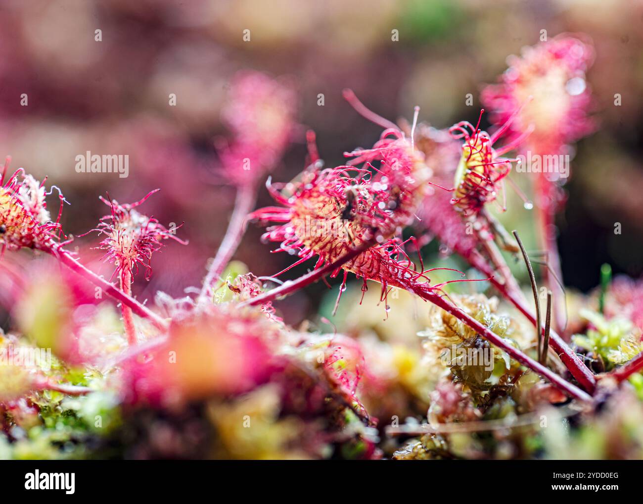 Una pianta tradizionale di palude, Drosera è un genere di piante insettivore, vegetazione di palude Foto Stock