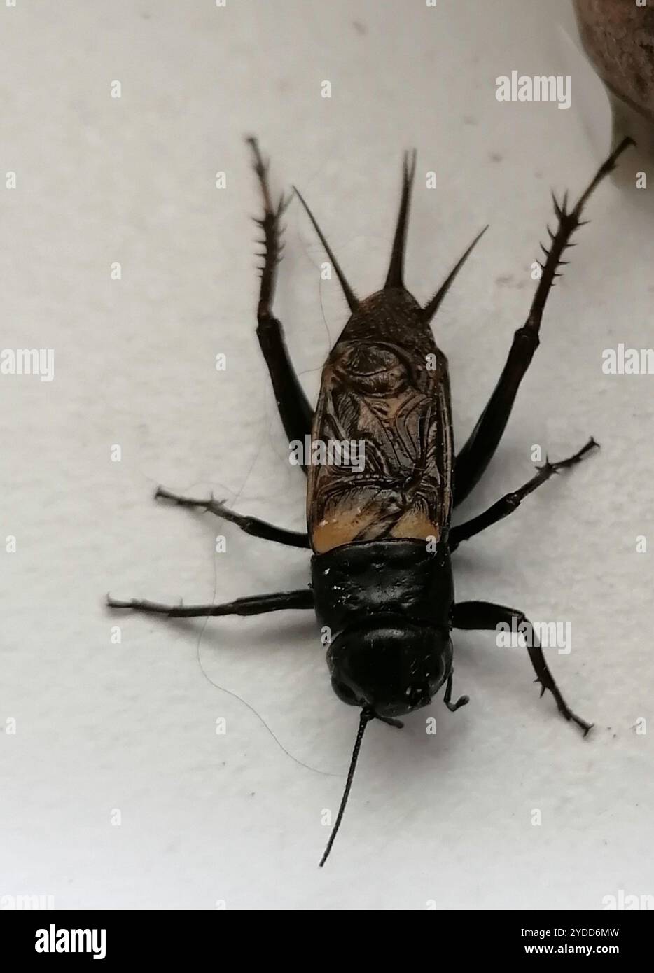 Cricket Southern Field (Gryllus bimaculatus) Foto Stock