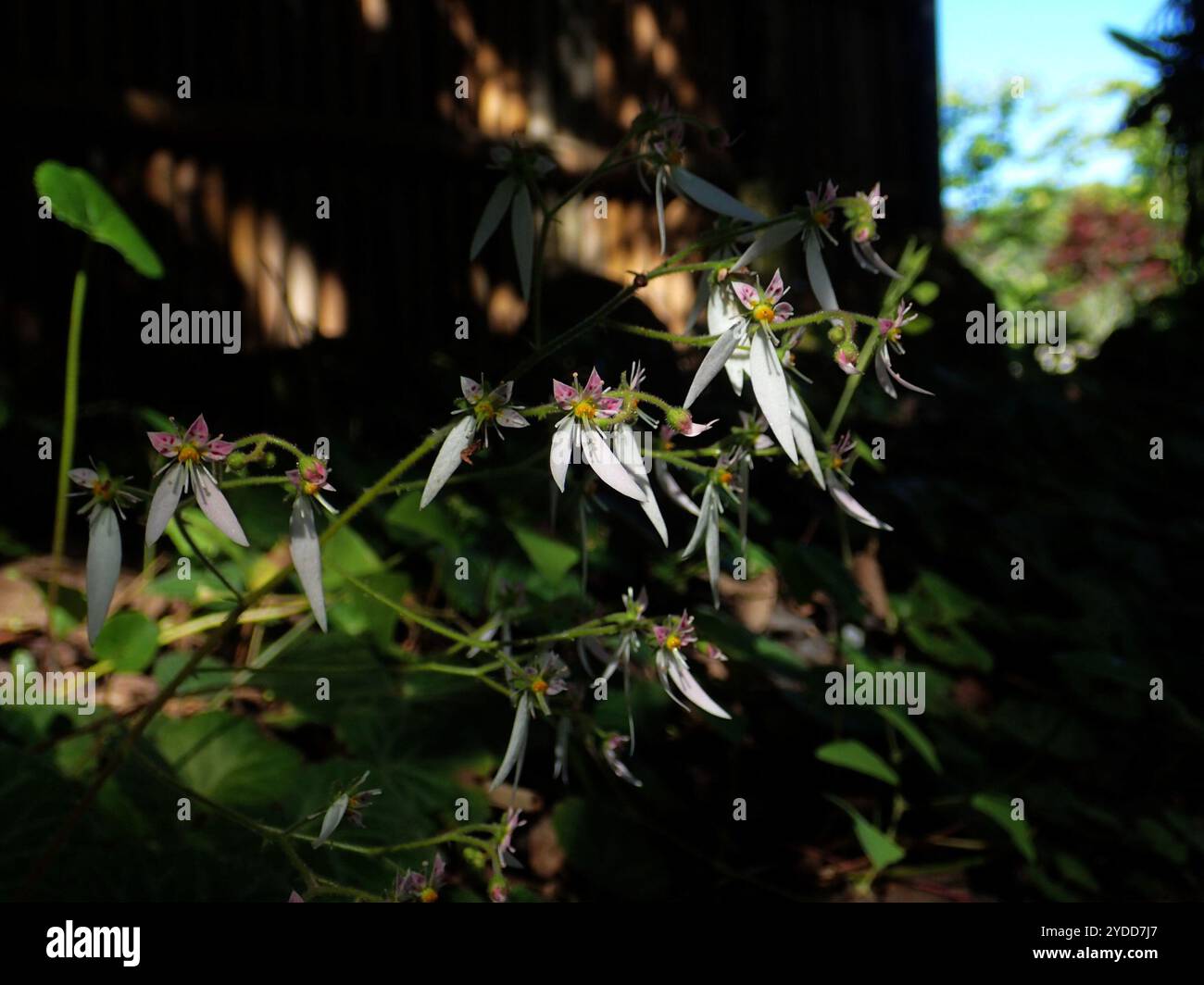 Madre di migliaia (Saxifraga stolonifera) Foto Stock