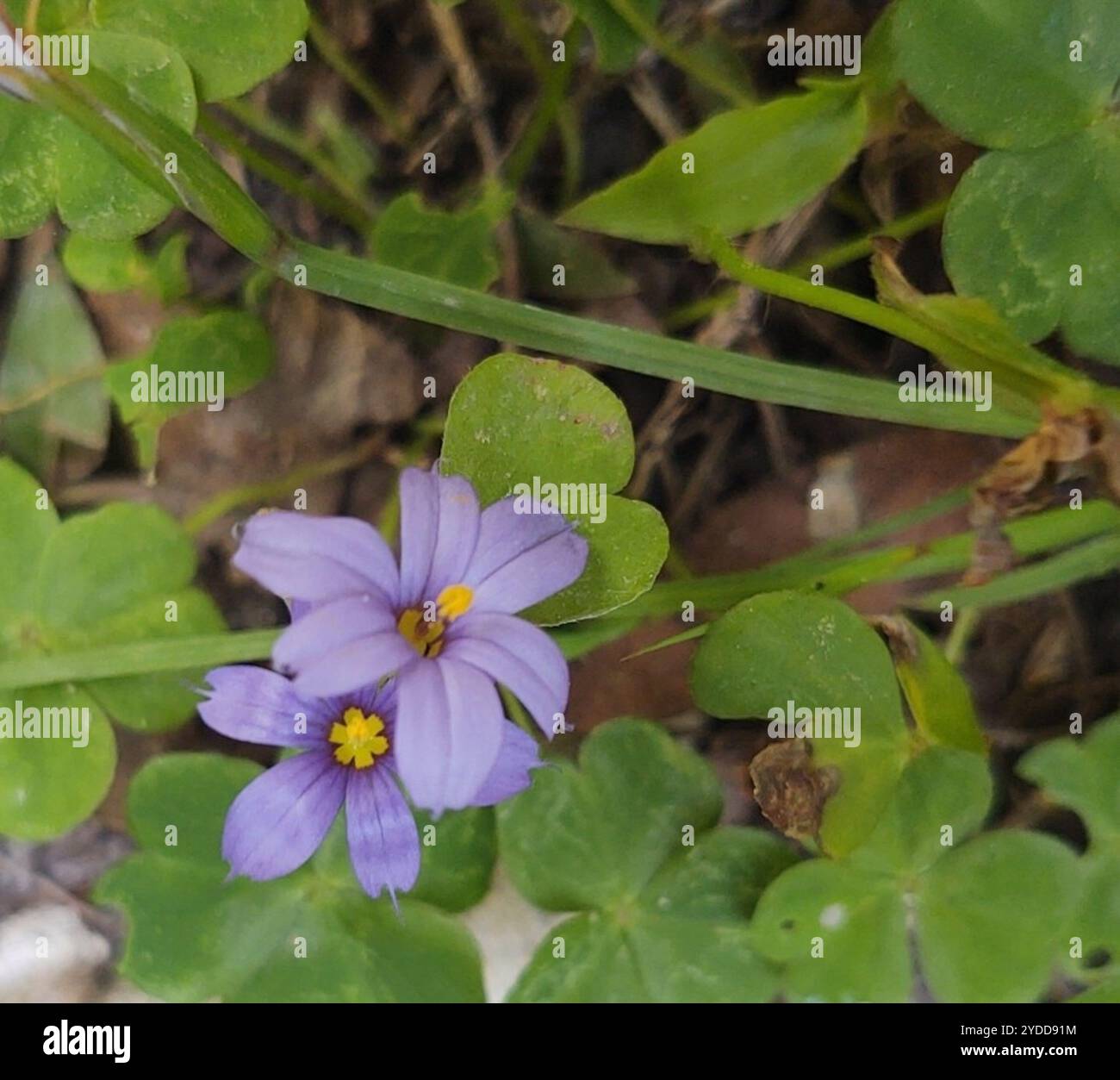 Erba dagli occhi azzurri (Sisyrinchium angustifolium) Foto Stock