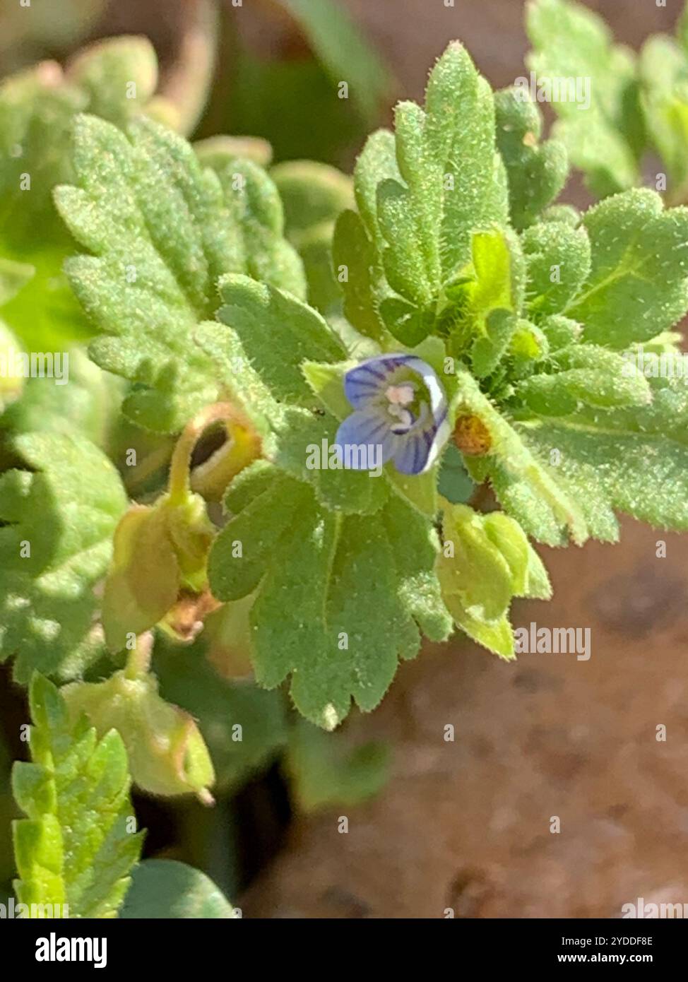 Aeroporto Grey Field speedwell (Veronica polita) Foto Stock