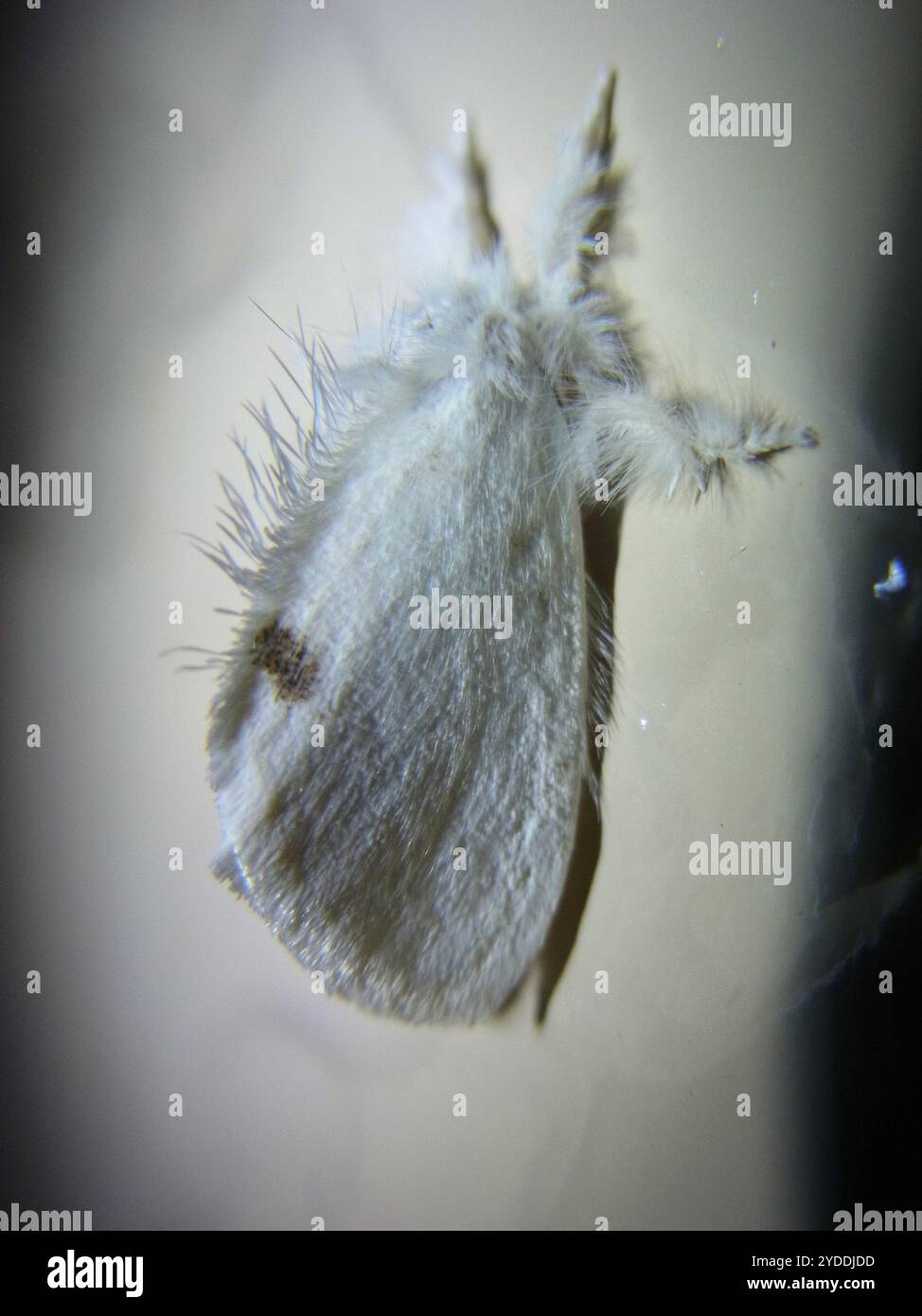 Swan Moth (Sphrageidus similis) Foto Stock