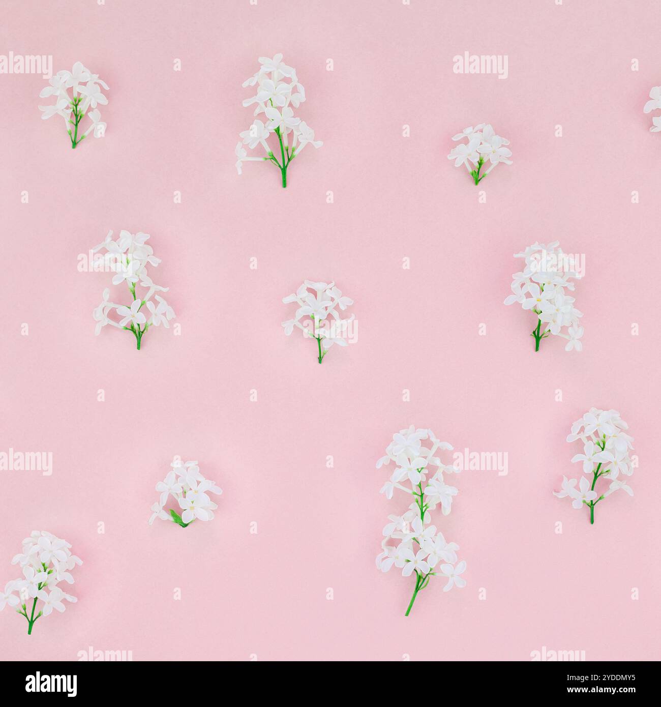 Sfondo rosa con fiori lilla bianchi Foto Stock