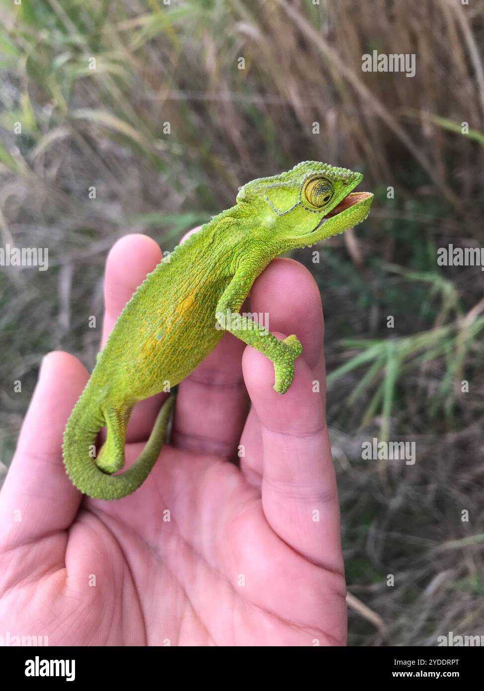 Cape Dwarf Chameleon (Bradypodion pumilum) Foto Stock