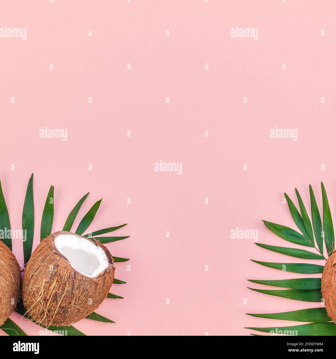 Foglie di palma e noci di cocco su sfondo rosa pastello Foto Stock