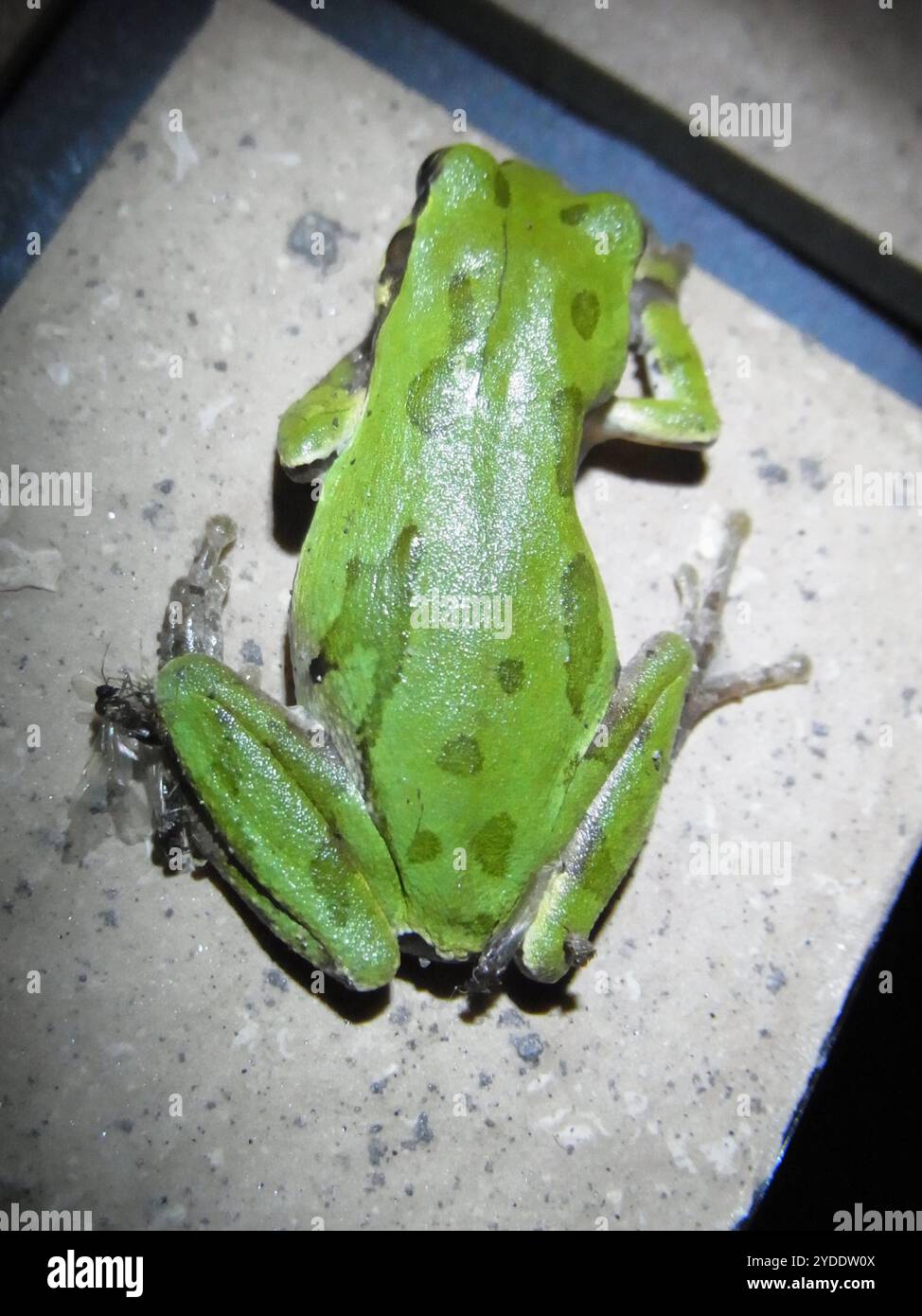 Rana albero giapponese (Hyla japonica) Foto Stock