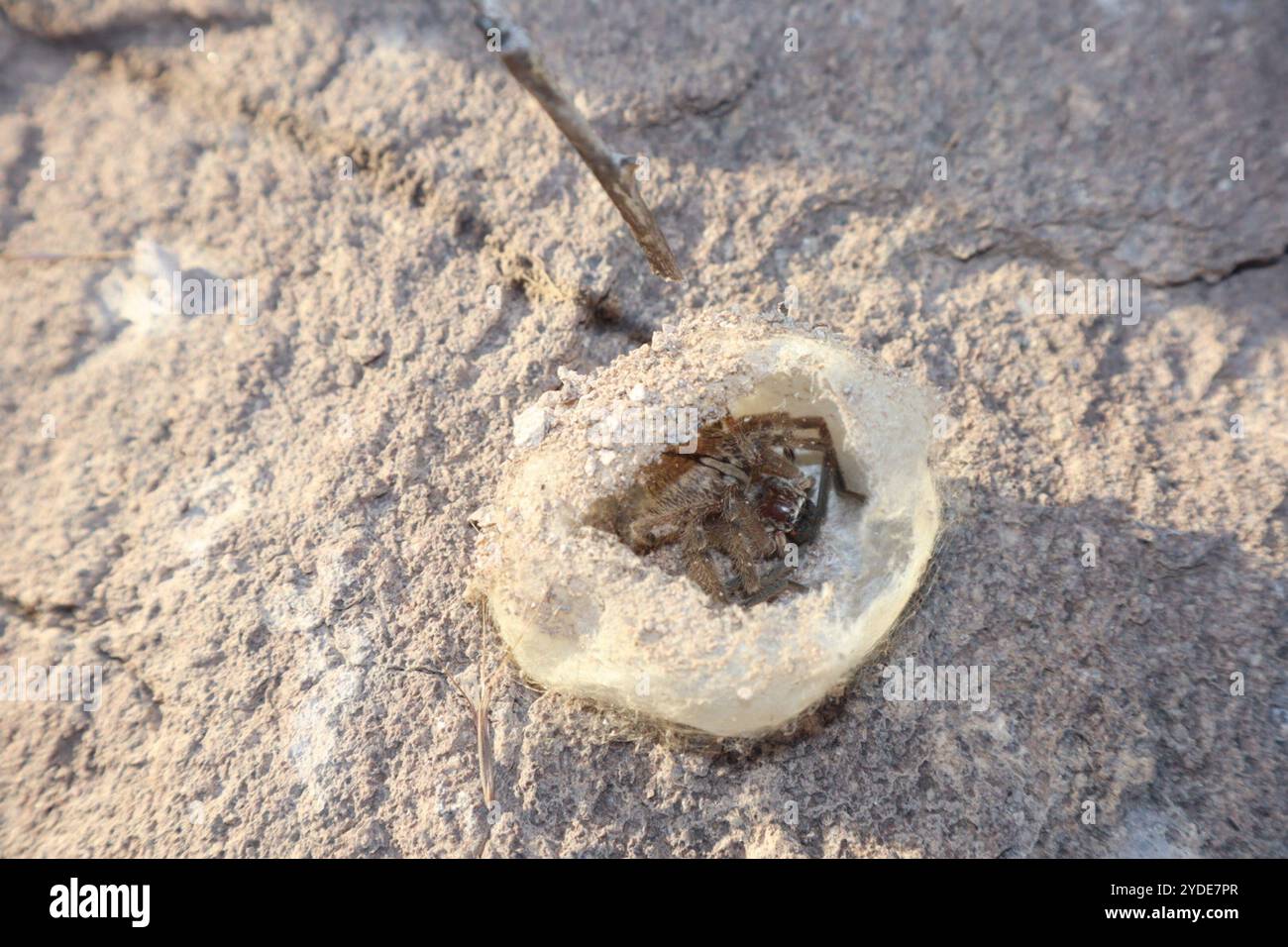 Ragno granchio gigante (Olios giganteus) Foto Stock