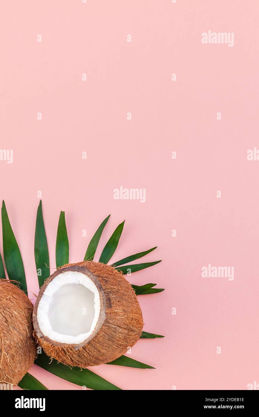 Foglie di palma e noci di cocco su sfondo rosa pastello Foto Stock