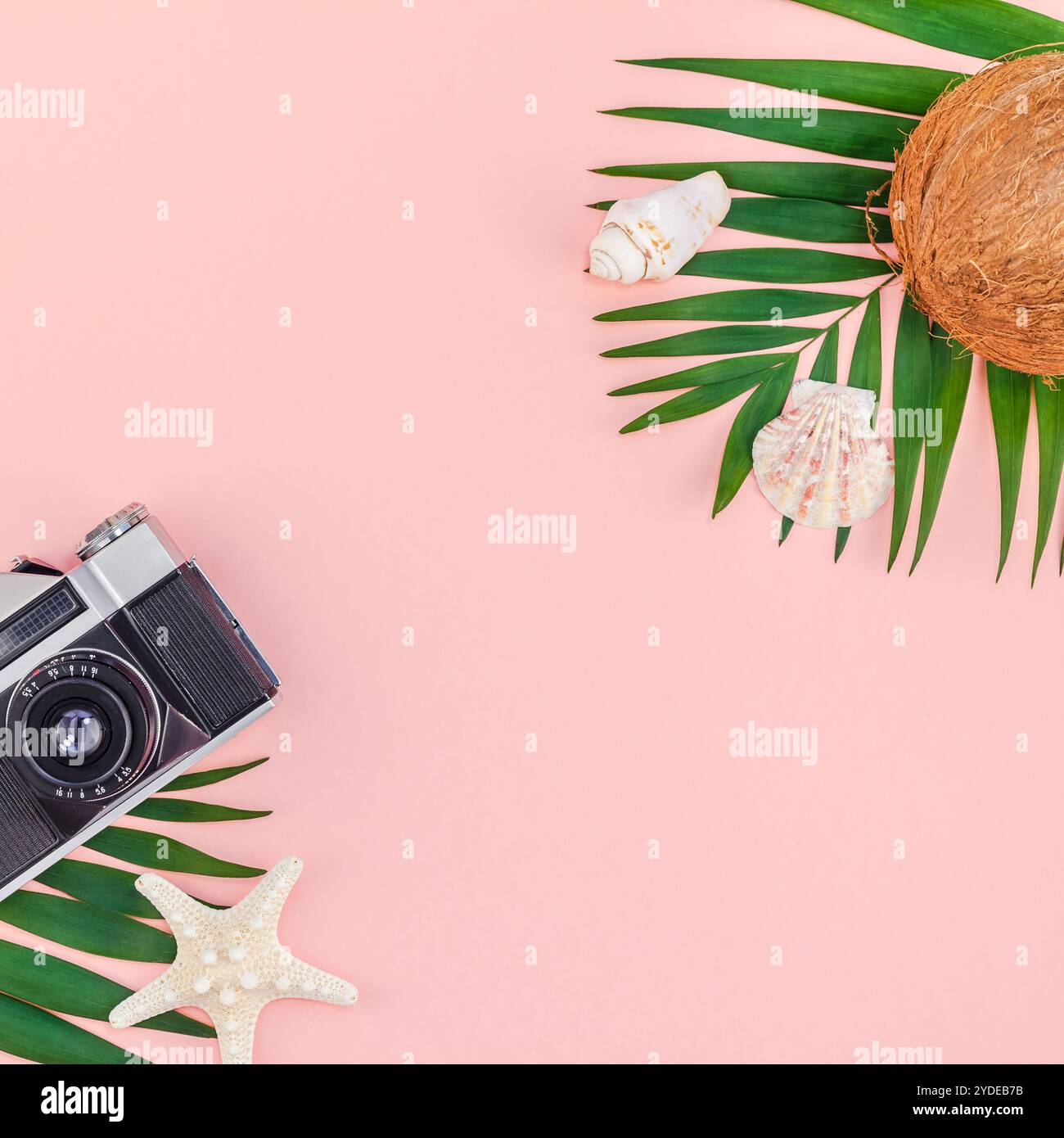 Foglie di palma e noci di cocco su sfondo rosa pastello Foto Stock