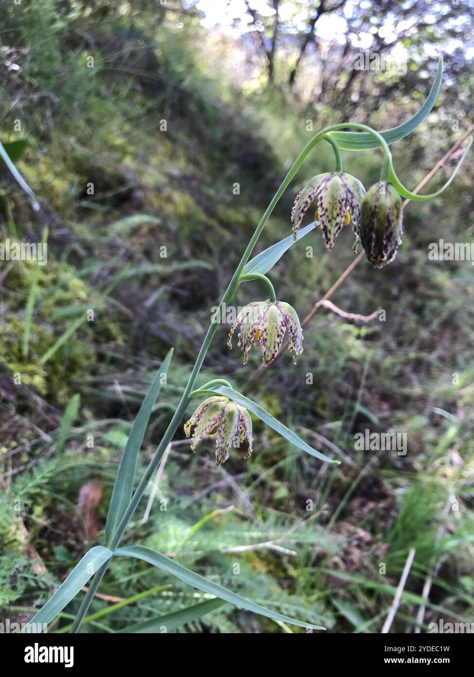 Giglio da dama (Fritillaria affinis) Foto Stock