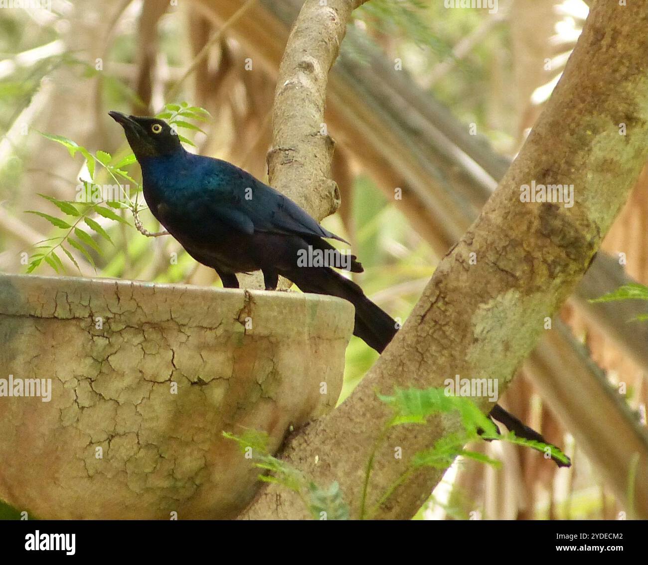 Long-tailed Glossy Starling (Lamprotornis caudatus) Foto Stock