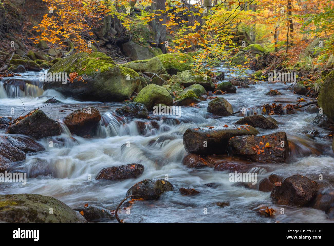 Europa Deutschland Sachsen-Anhalt Harz Oberharz: Fliessendes Wasser der Ilse bei Ilsenburg *** Europa Germania Sassonia Anhalt Harz Upper Harz Flowing wa Foto Stock