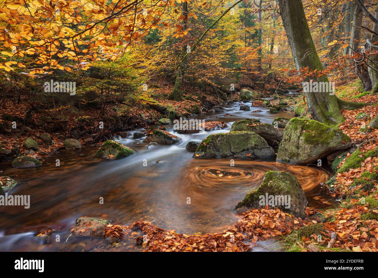 Europa Deutschland Sachsen-Anhalt Harz Oberharz: Fliessendes Wasser der Ilse bei Ilsenburg *** Europa Germania Sassonia Anhalt Harz Upper Harz Flowing wa Foto Stock