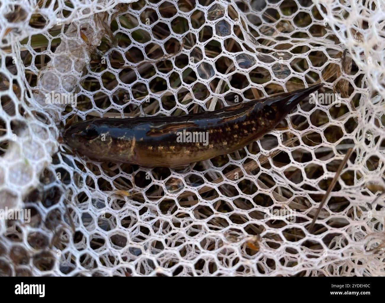 Mudminnow orientale (Umbra pygmaea) Foto Stock