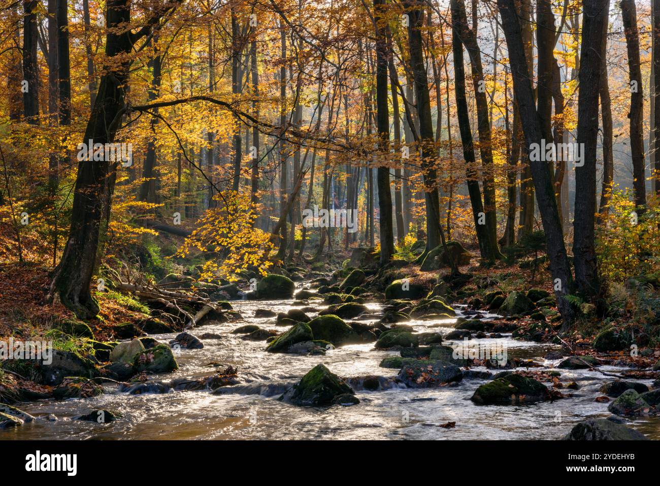 Europa Deutschland Sachsen-Anhalt Harz Oberharz: Die tief stehende Sonne scheint in das Ilsetal bei Ilsenburg *** Europa Germania Sassonia Anhalt Harz Up Foto Stock