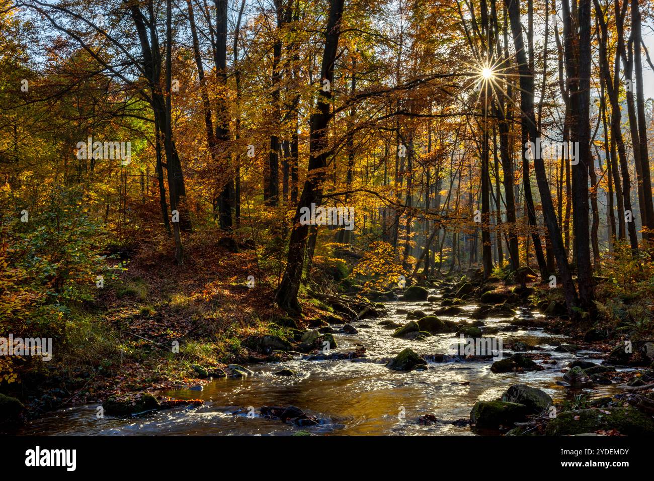 Europa Deutschland Sachsen-Anhalt Harz Oberharz: Die tief stehende Sonne scheint in das Ilsetal bei Ilsenburg *** Europa Germania Sassonia Anhalt Harz Up Foto Stock