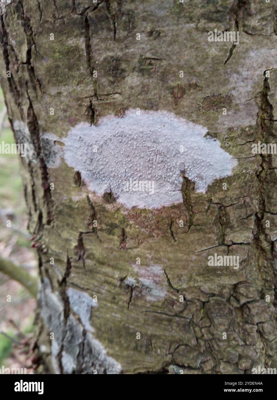 Lichene di Rim (Lecanora carpinea) Foto Stock