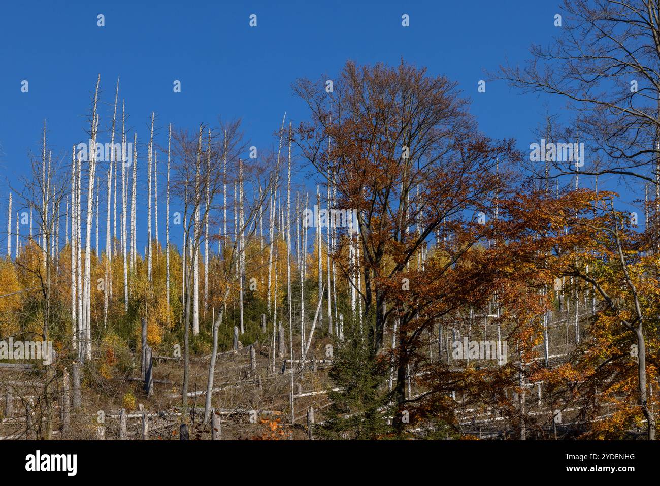 Europa Deutschland Sachsen-Anhalt Harz: Neuer Wald ensteht zwischen alten abgestorbenen Fichten *** Europa Germania Sassonia Anhalt Harz nuova foresta cresce Foto Stock