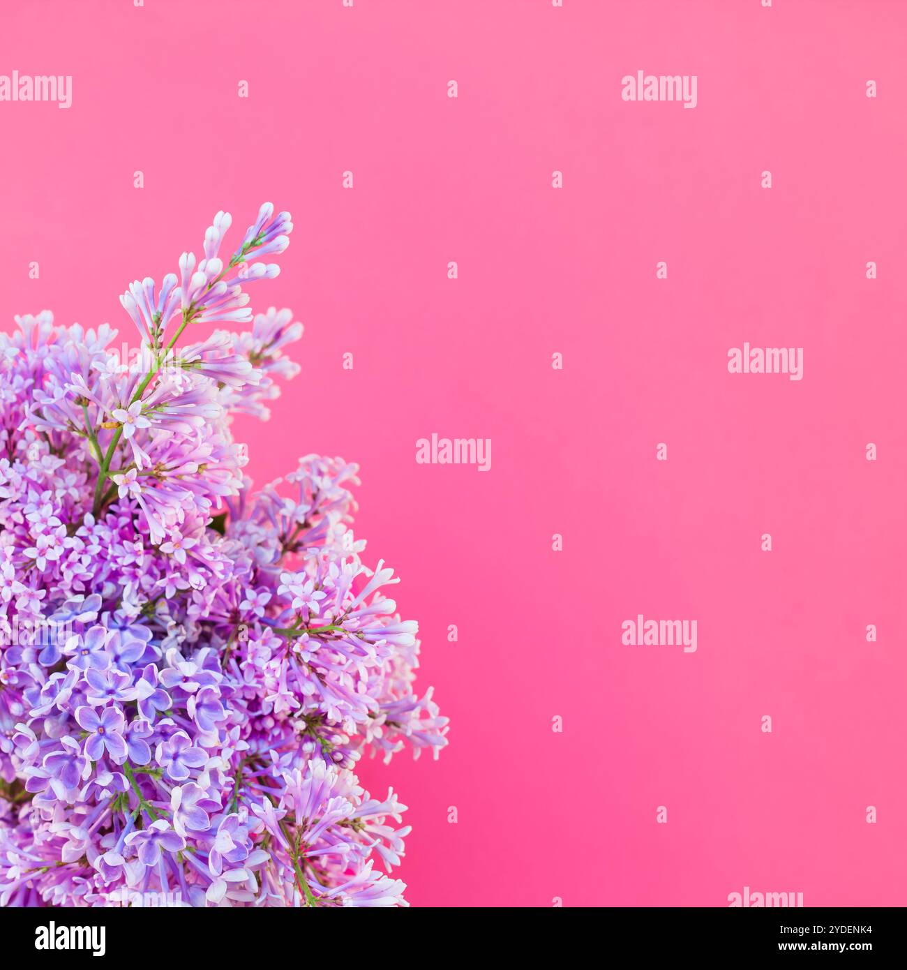 Sfondo rosa con fiori lilla Foto Stock