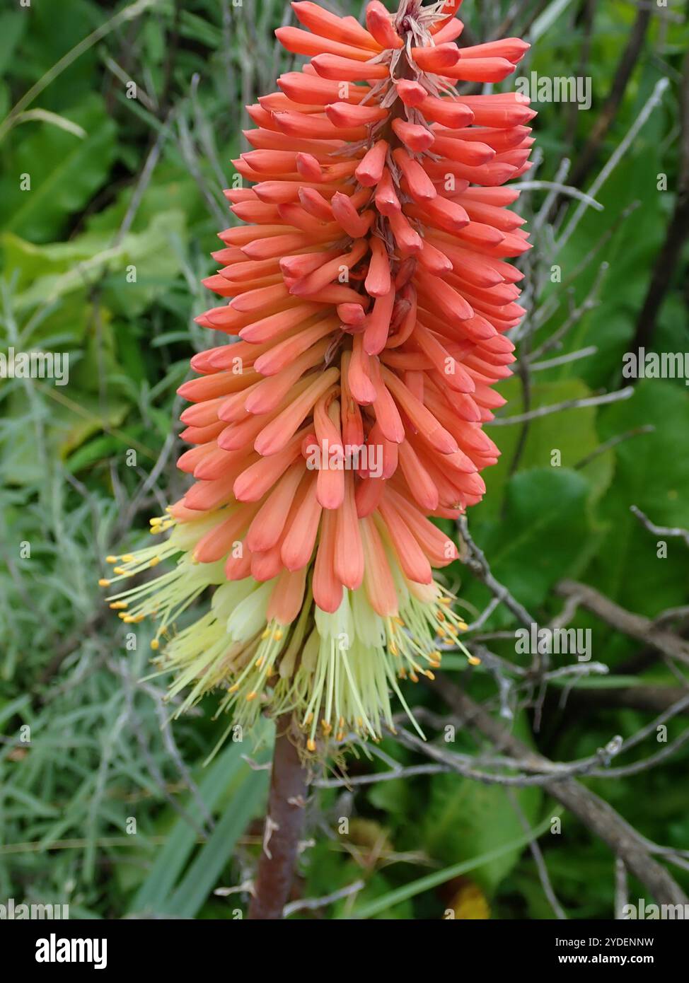 Basotho Redhot Poker (Kniphofia caulescens) Foto Stock