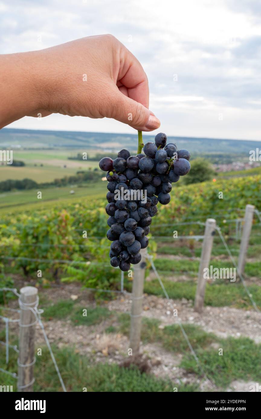 I lavoratori si uniscono a un gruppo maturo di uve pinot nero o meunier in autuimn su vigneti di champagne cru di prim'ordine nel villaggio di Hautvillers, Champange, F. Foto Stock