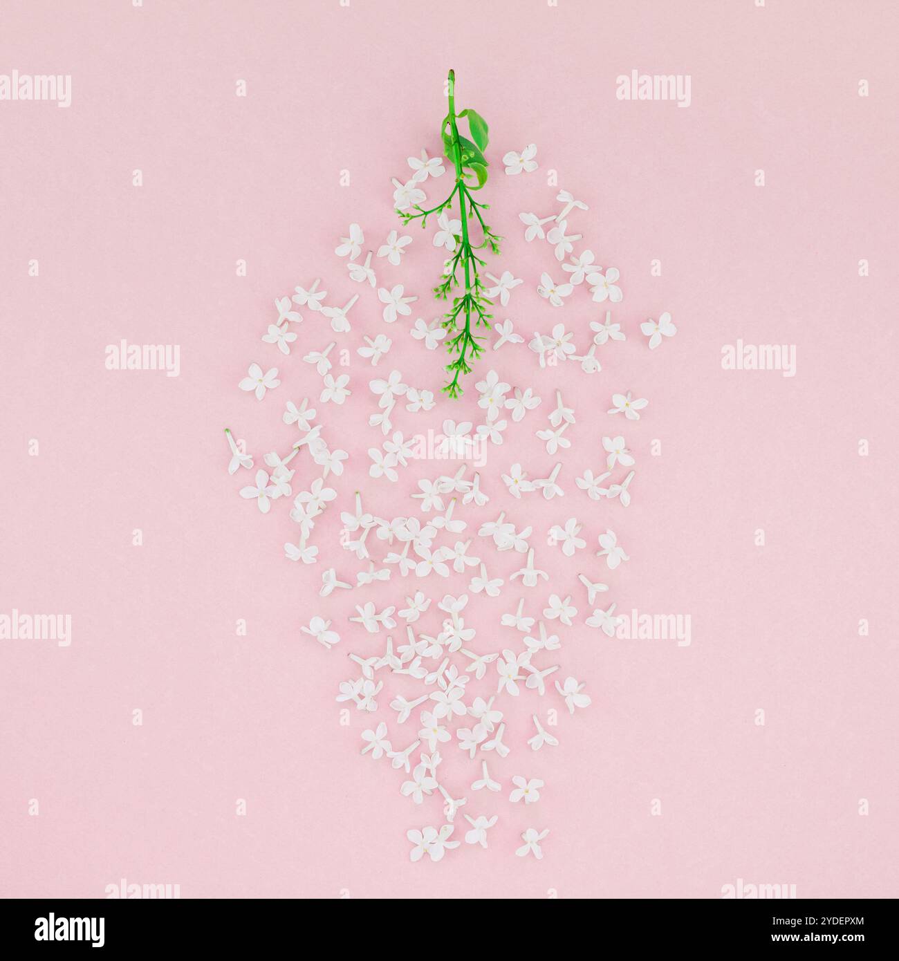 Sfondo rosa con fiori lilla bianchi Foto Stock