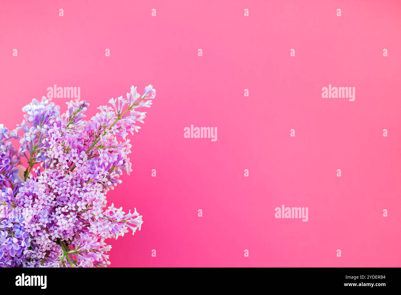 Sfondo rosa con fiori lilla Foto Stock