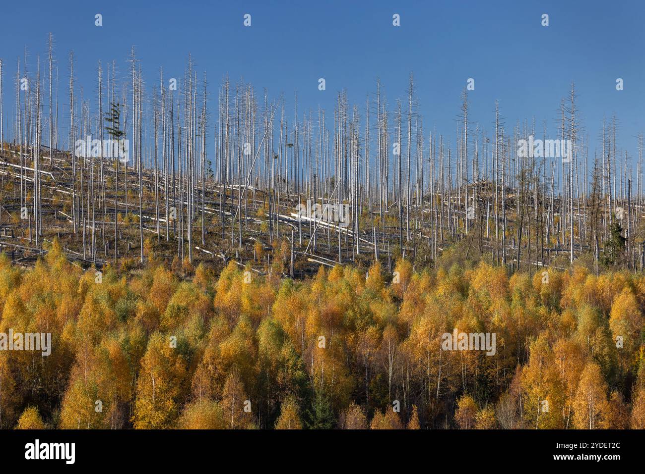 Europa Deutschland Sachsen Anhalt Harz: Neuer Wald ensteht vor alten abgestorbenen Fichten *** Europa Germania Sassonia Anhalt Harz nuova foresta emerge in Foto Stock