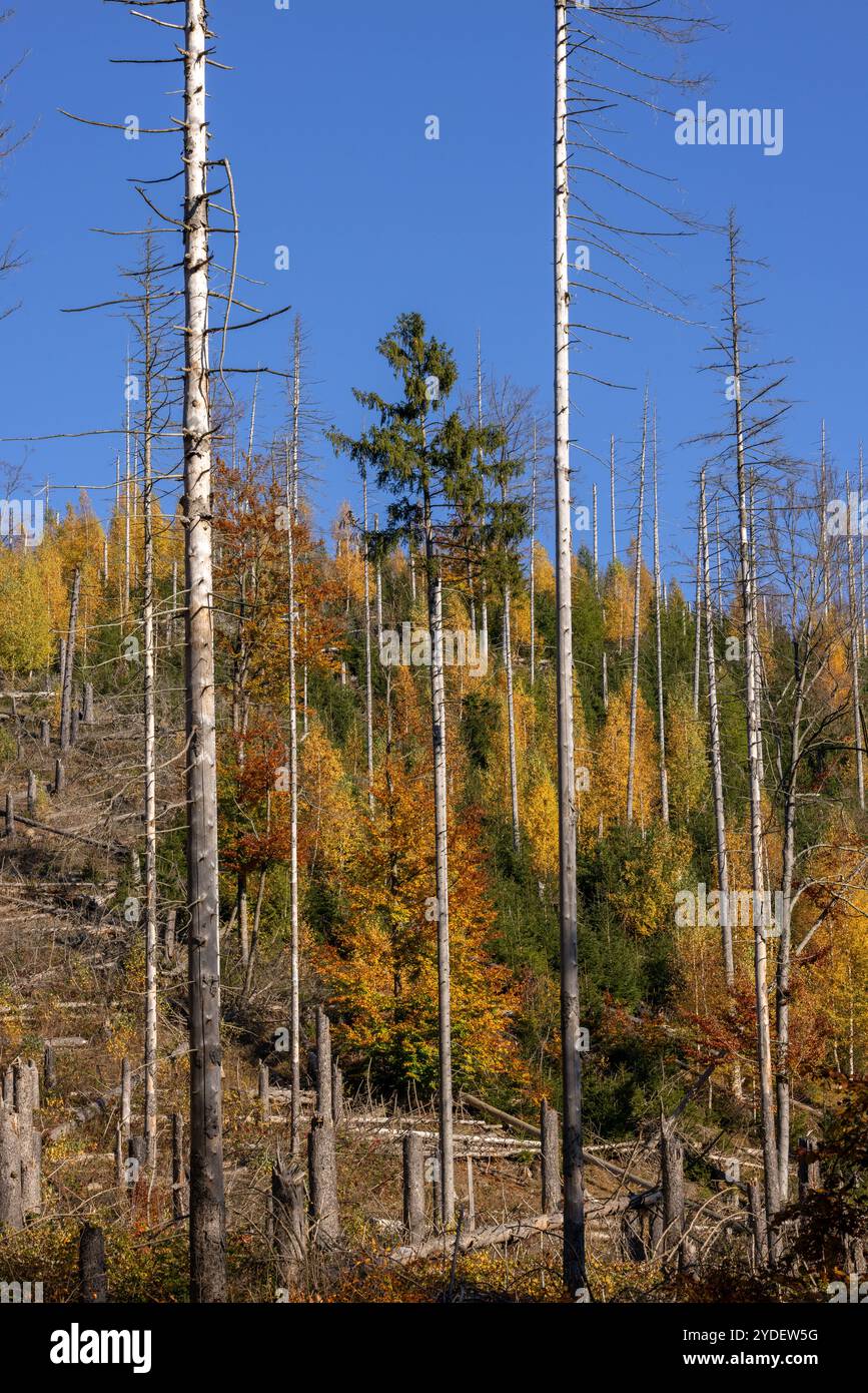 Europa Deutschland Sachsen-Anhalt Harz: Neuer Wald ensteht vor alten abgestorbenen Fichten *** Europa Germania Sassonia Anhalt Harz nuova foresta emerge in Foto Stock