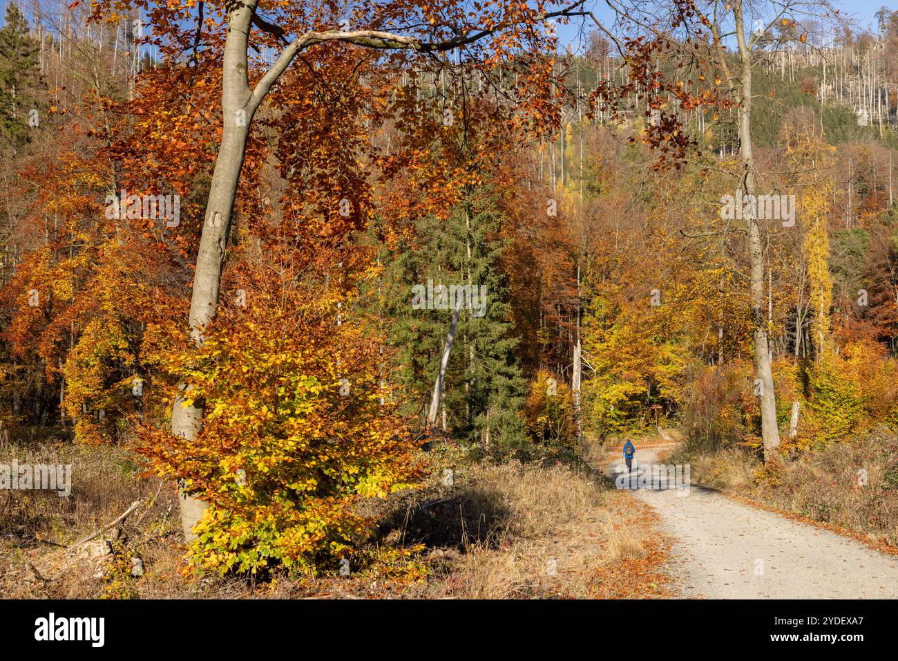 Europa Deutschland Sachsen-Anhalt Harz Oberharz: Wanderer auf Waldweg im herbstlichen Ilsetal bei Ilsenburg *** Europa Germania Sassonia Anhalt Harz Ober Foto Stock