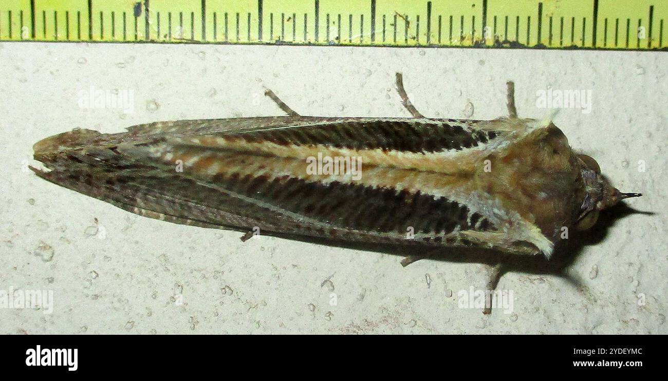 Dente di sottobosco (Eudocima materna) Foto Stock