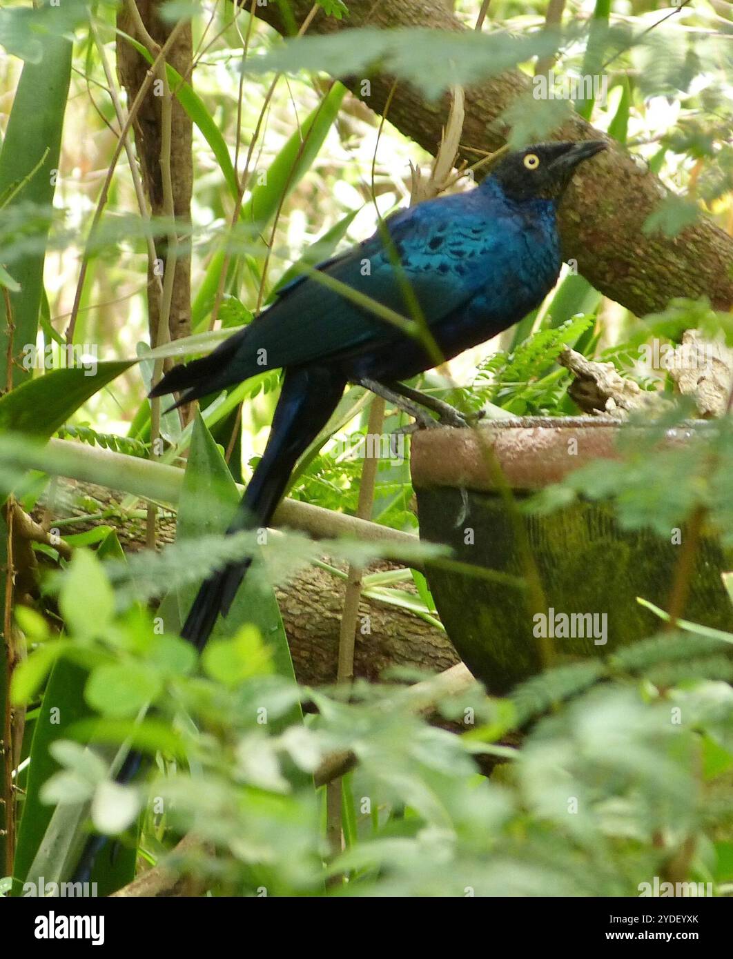 Long-tailed Glossy Starling (Lamprotornis caudatus) Foto Stock